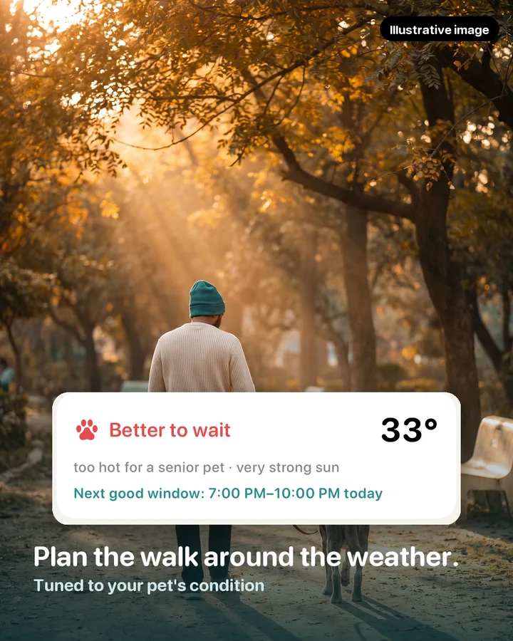 A person walking a gray-muzzled senior labrador at golden hour, with the Walk planner card